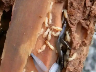 新源白蚁防治公司分享别墅庭院白蚁综合治理，告别绿植虫害入户难题